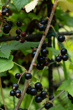 Black Currant Clusters Growing Among Leaves