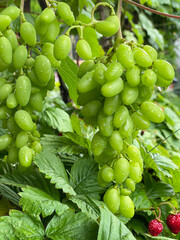 Green Grapes Growing on Vine in Garden © Sasha