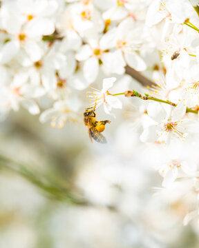 bee on a flower