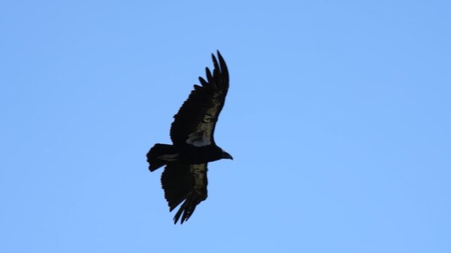 California Condor Soaring Against Clear Blue Sky in Slow Motion