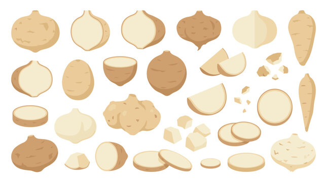 Set of jicama root vegetable illustrations featuring whole bulbs, cross sections, sliced pieces, and diced cubes for healthy culinary and food design