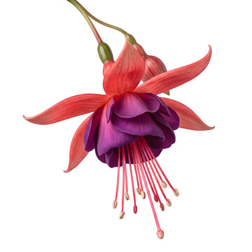Detailed fuchsia flower with hanging stamens is isolated on transparent background