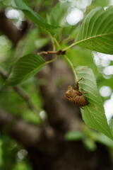 Naklejka premium Detailed Close-Up of Cicada Exuviae Attached to Green Leaf with Tree Trunk Visible in Blurred Background