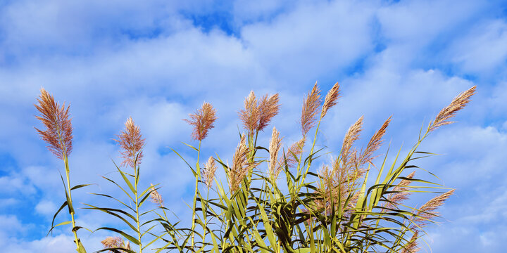 Green leaves and flowers of Giant reed Arundo donax against sky. Montenegro