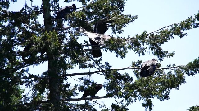 Group of California Condors Perched in a Tall Conifer Tree
