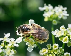 Solitary mining bee gathering sweet nectar from white garden blossoms  © Дмитро Ганжеєв