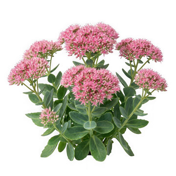 Sedum plant with pink flower clusters and succulent green leaves isolated on transparent background