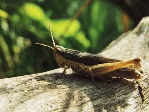 Field grasshopper resting on weathered wooden surface 