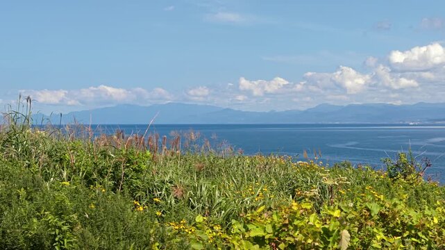草むら越しに海を望む風景。