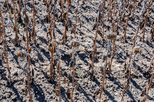 Dry Sunflower Field After Flowering. Withered Sunflowers in a Dry Agricultural Field. Hungarian agriculture. 