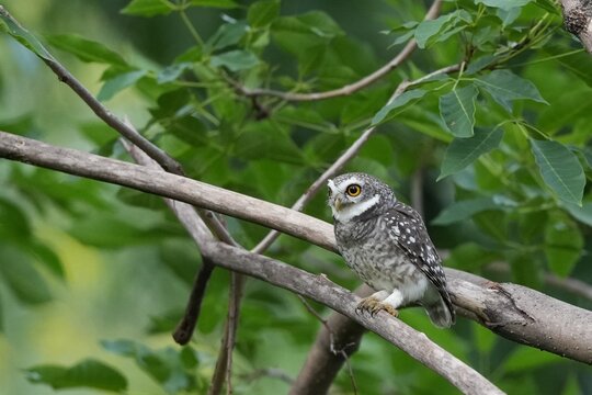 The spotted owl inhabits the wild in the forests of Thailand.