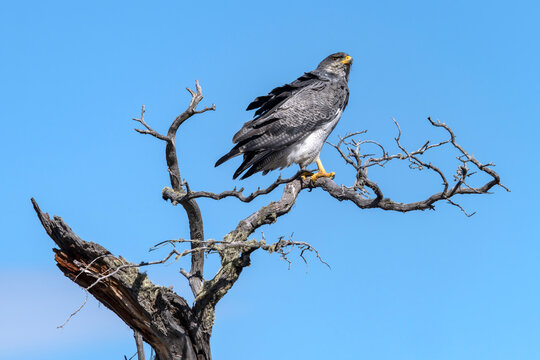 Black-chested Buzzard-Eagle (Geranoaetus melanoleucus) Perched on Leafless Branch in Natural Habitat. Blue sky background. Patagonia Chili.                      
