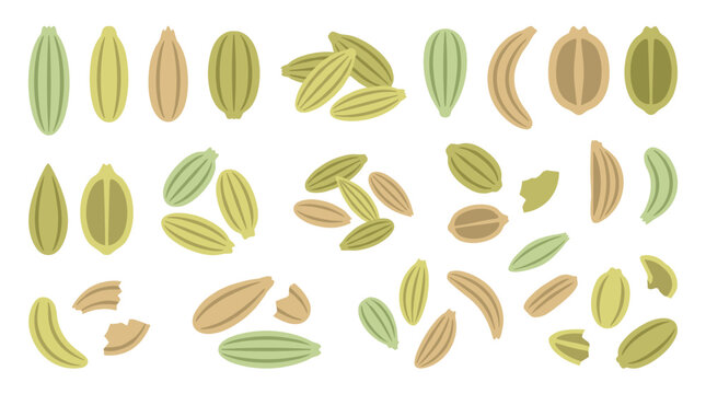 Set of isolated cardamom seed pods and culinary herbal spices in flat vector style for food menu design and natural seasoning illustrations