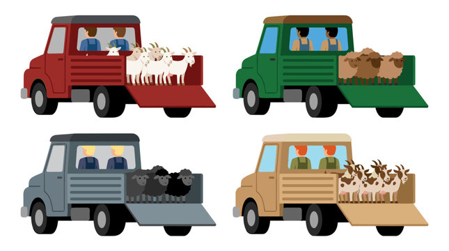 Rear view of four different color pickup trucks carrying various farm animals like sheep and goats with farmer drivers, livestock transport vector
