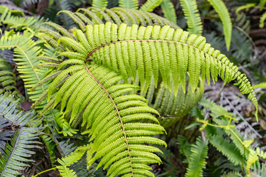 Diplopterygium pinnatum, ULUHE LAU NUI. Diplopterygium is a genus of ferns in the family Gleicheniaceae.  Pu&rsquo;u O Kila Lookout to Pihea Trail. Kokeʻe State Park, Kauai County, Hawaii.