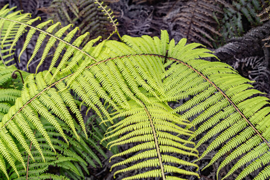 Diplopterygium pinnatum, ULUHE LAU NUI. Diplopterygium is a genus of ferns in the family Gleicheniaceae.  Pu&rsquo;u O Kila Lookout to Pihea Trail. Kokeʻe State Park, Kauai County, Hawaii.