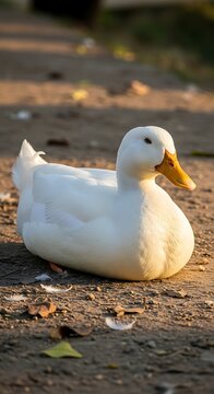 Two white ducks swimming in pond during autumn.
