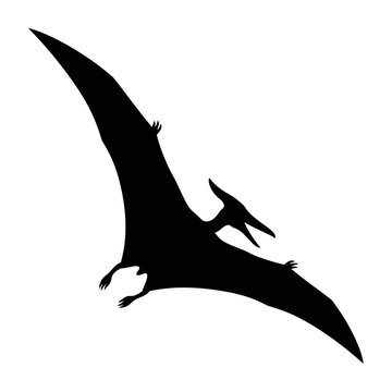 Black Silhouette of Soaring Pterosaur Pterodactyl with Wide Wingspan, Prehistoric Flying Reptile Illustration for Wildlife, Poster, Banner and Book Design Isolated on White Background for Education