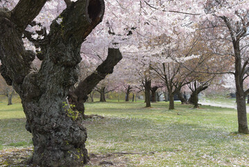 An ancient cherry blossom tree with pink flowers stands in a grassy park. © Stuart