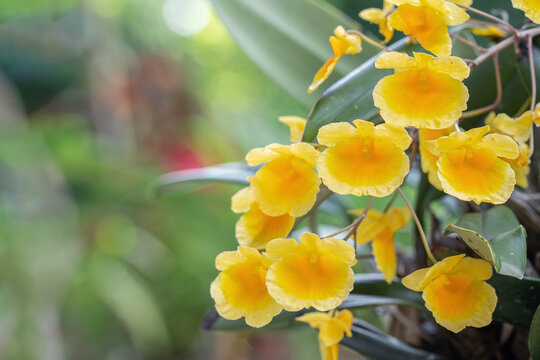 Lindley's Dendrobium orchid. (Dendrobium lindleyi). Raceme with yellow blossoms. Space for your text.