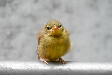 ベランダに来たウグイスのひな鳥 © kumiko
