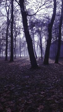 Walking towards a dark tree silhouette in winter forest wide shot