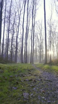 Moving through winter forest with green lawn and gravel path
