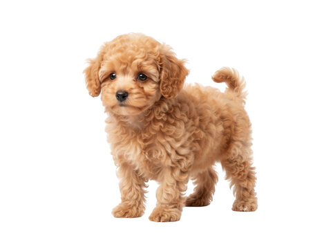 Cute fluffy brown poodle puppy standing on its four legs isolated on transparent background