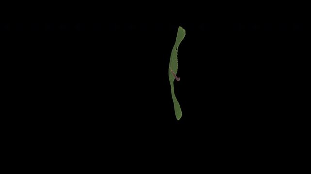 緑色の広葉樹の葉っぱが奥から手前に飛んできて画面を遮るトランジションワイプ