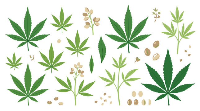 Set of hemp leaves, blooming plants, and cannabis seeds in flat style, medical botanical elements for natural health, organic herbal design