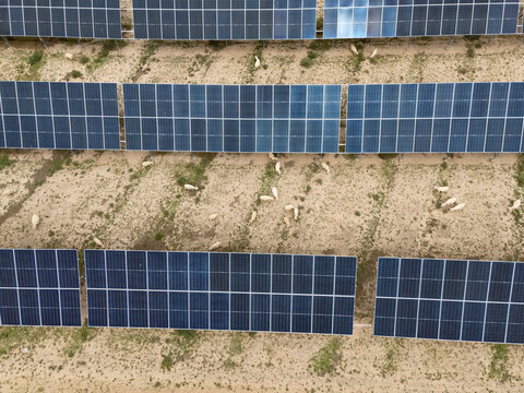 aerial view of solar panel arrays with grazing sheep in a field