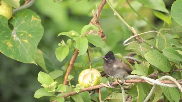 A red vented bulbul feeding guava to its young one