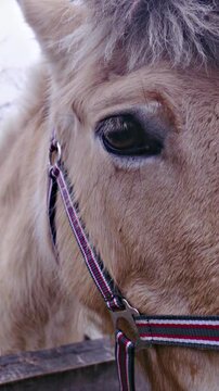 Horse upper head part with dark eye close up