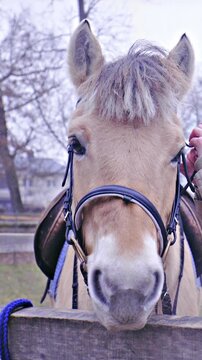 Horse head harness with bridle