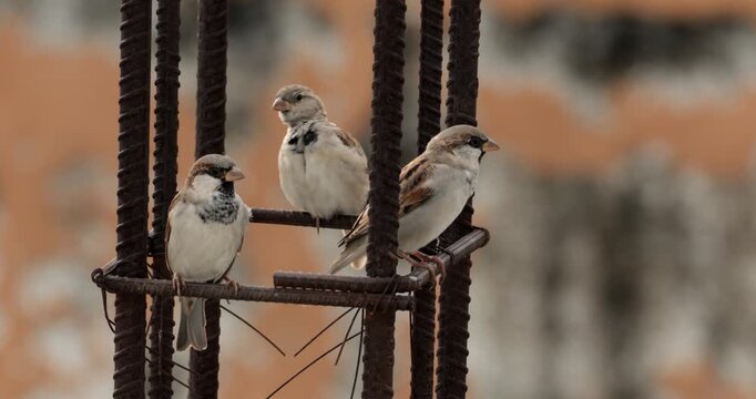 A house sparrow perched on top of a construction rod