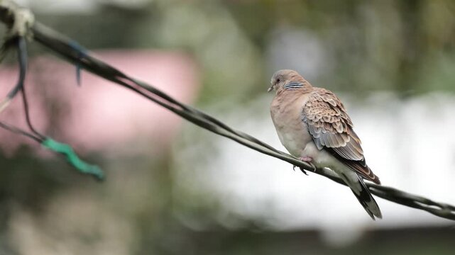 An Oriental Turtle Dove (Streptopelia orientalis) perched on an electricity supply cable 