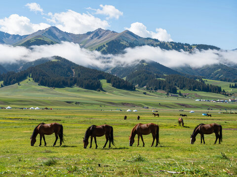 Horses grazing in a green meadow with snow-capped mountains in the bac