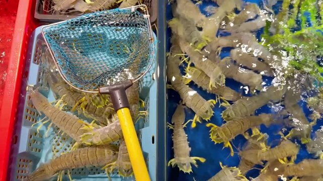 Live Mantis Shrimp in Restaurant Aquarium &ndash; Seafood Selection