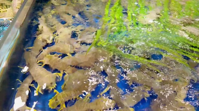 Live Mantis Shrimp in Restaurant Aquarium &ndash; Seafood Selection