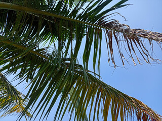 coconut palm tree on blue sky © Papu Studio