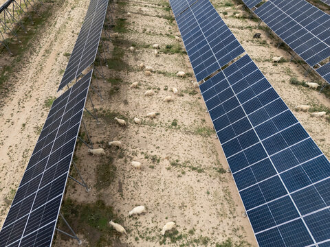 Sheep grazing under solar panels in agricultural field