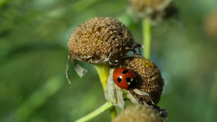Seven spot ladybug crawling on dried flower head in nature © Simas
