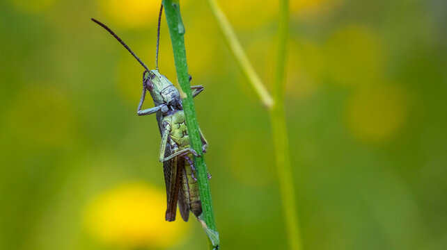 Green grasshopper holding onto plant stem in vibrant green field