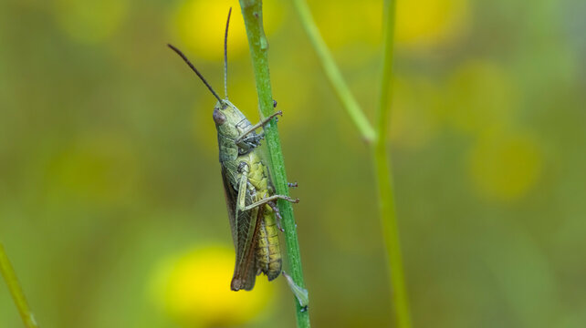 Green grasshopper sitting on plant stem in summer meadow
