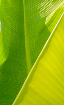 banana leaf background