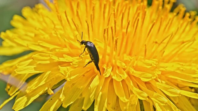 tumbling flower beetle (Mordella aculeata) feeding on dandelion flower