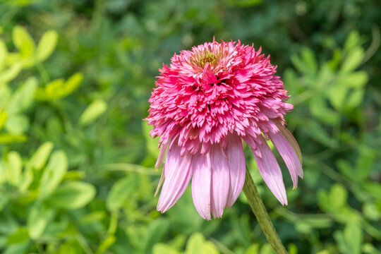 Echinacea purpurea 'Razzmatazz' Purpur-Sonnenhut Detail Bl&uuml;te