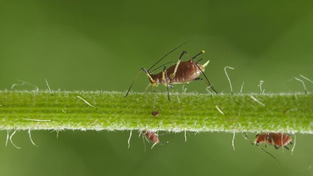 aphids hanging on a plant stem sucking