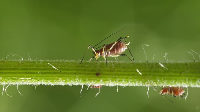aphids hanging on a plant stem sucking