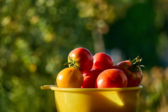 Freshly picked tomatoes and a yellow bucket under sunlight in a garden